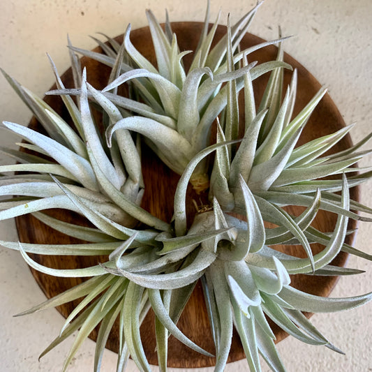 Harrisii Air Plant