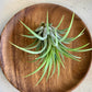 Blushing Bride Ionantha Airplant