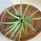 Blushing Bride Ionantha Airplant