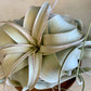 Xerographica Air Plants