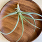 Mystic Trumpet Air Plant
