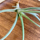 Mystic Trumpet Air Plant