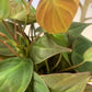 Philodendron Micans | Velvet Leaf