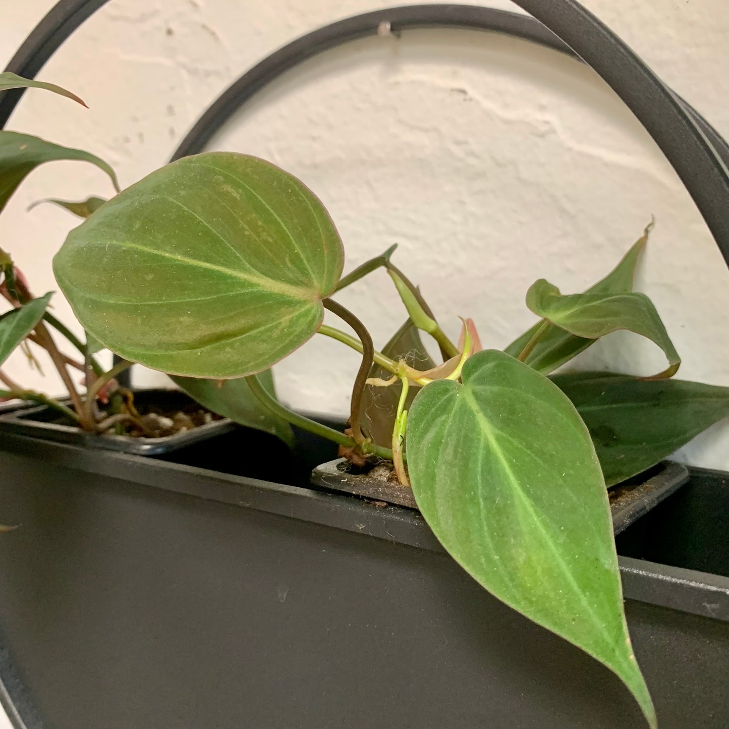 Philodendron Micans | Velvet Leaf