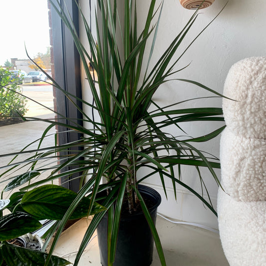 Dracaena Marginata 8"