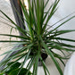 Dracaena Marginata 8"