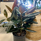 Burgundy Ficus Elastic "Rubber Tree"
