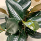 Burgundy Ficus Elastic "Rubber Tree"