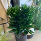 Dracaena "Janet Craig Compacta"