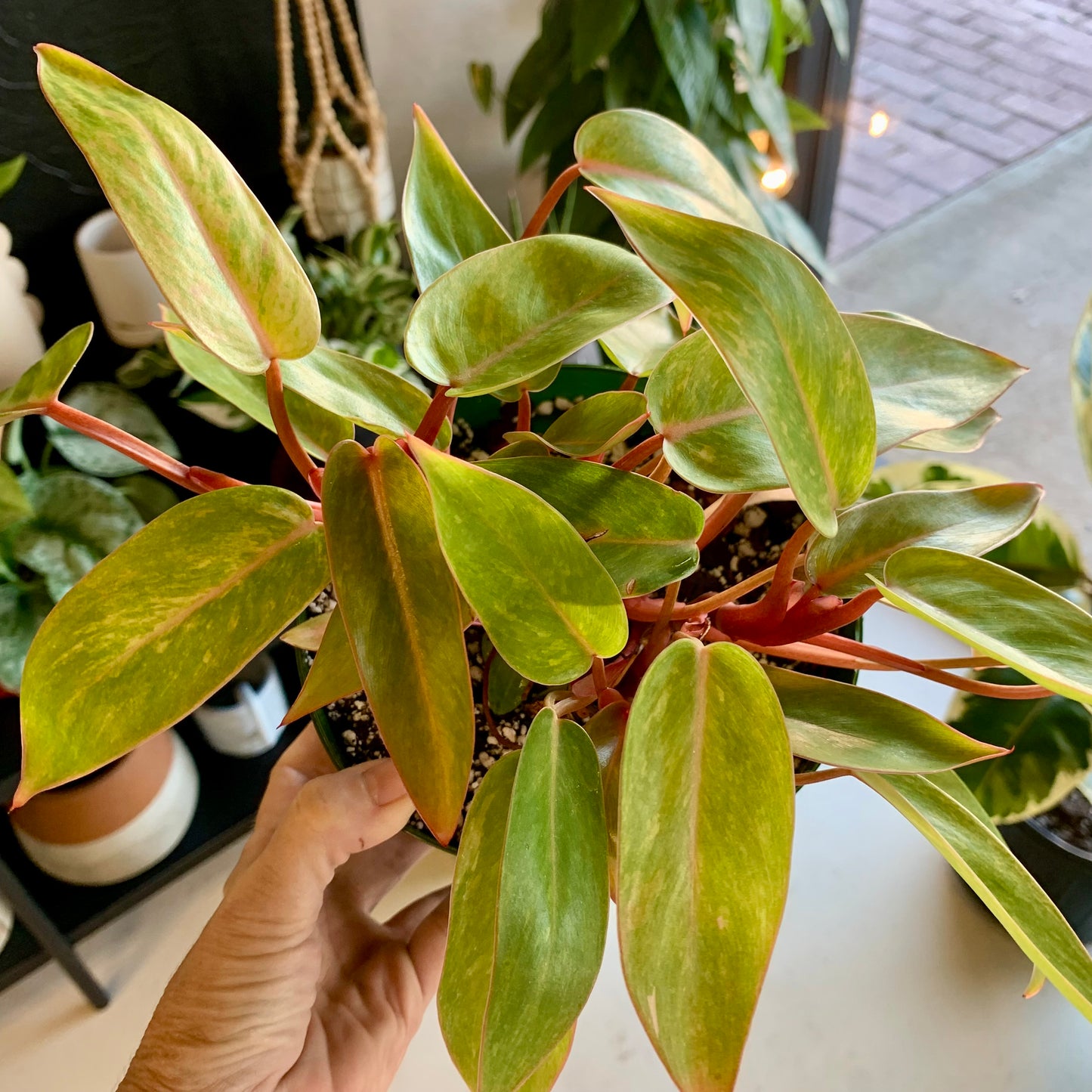 Painted Lady Philodendron