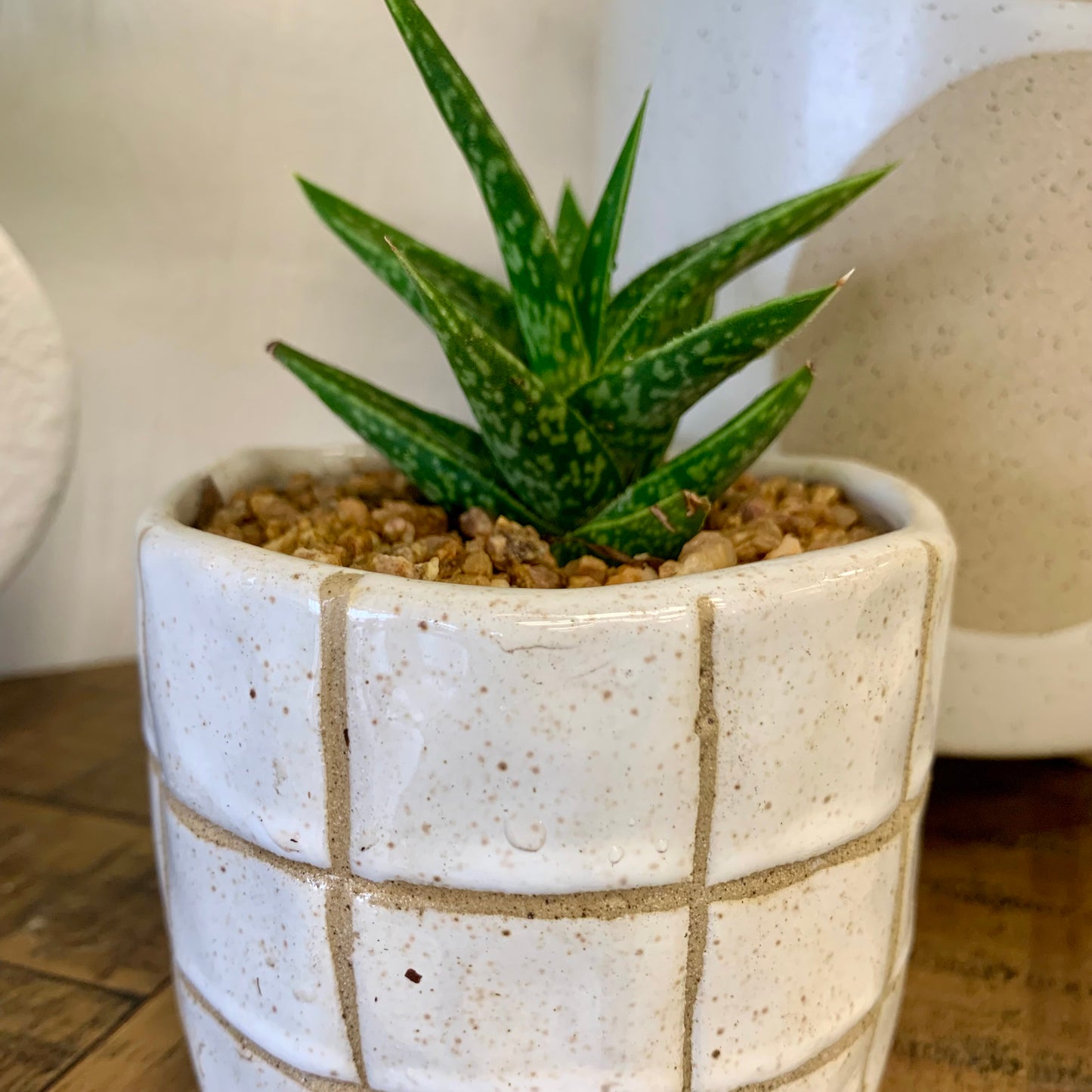 Potted Gaster-Aloe
