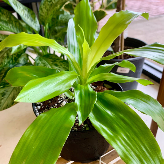 Dracaena Lime Light