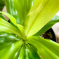 Dracaena Lime Light