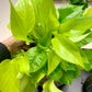 Neon Pothos