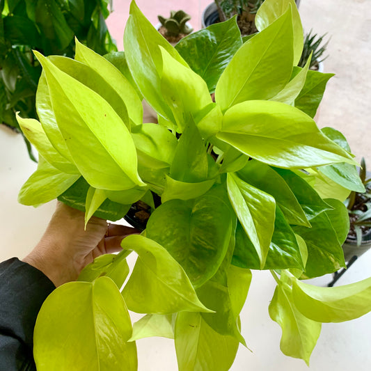 Neon Pothos