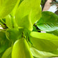 Neon Pothos