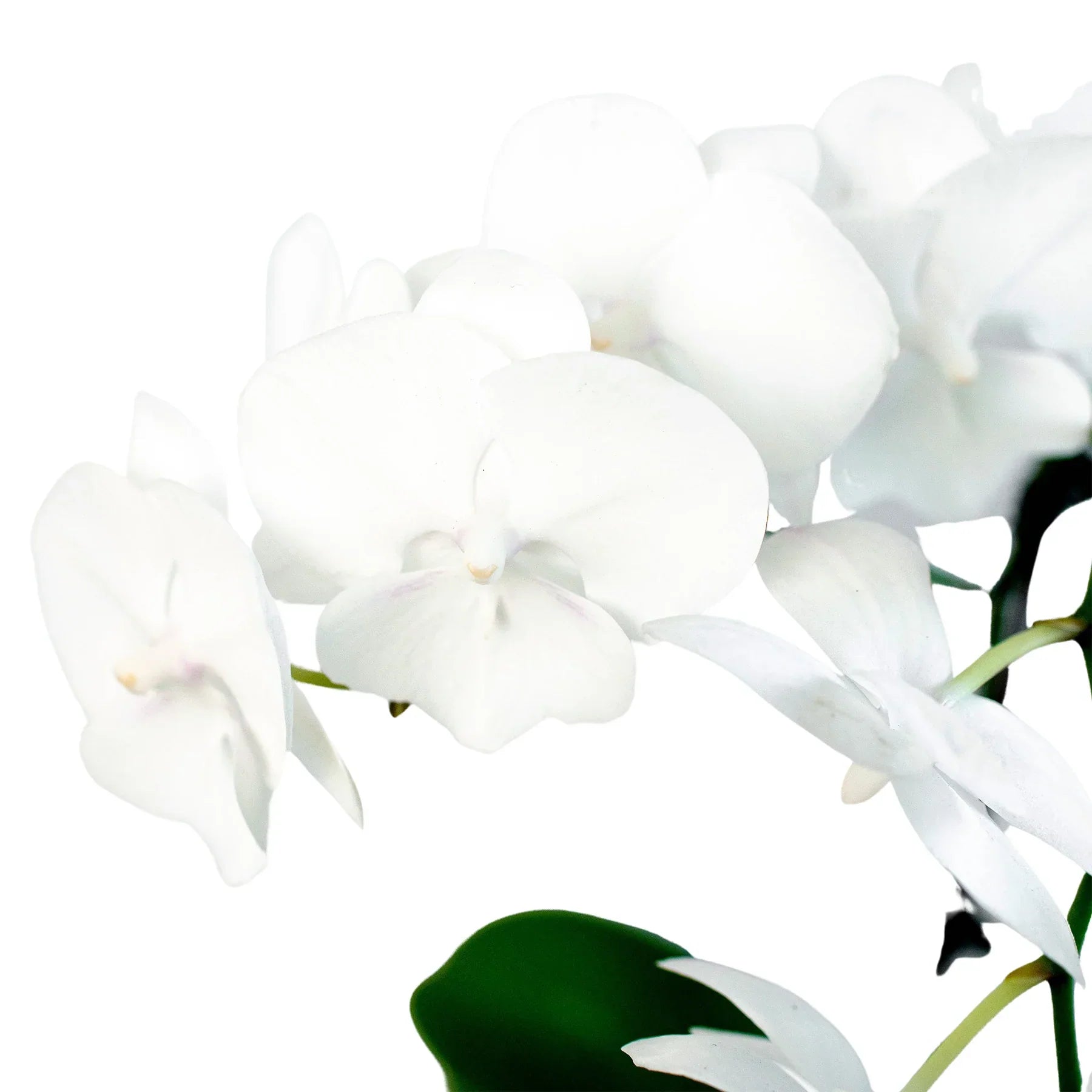 White Phalaenopsis