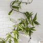 Wavy Wall Trellis
