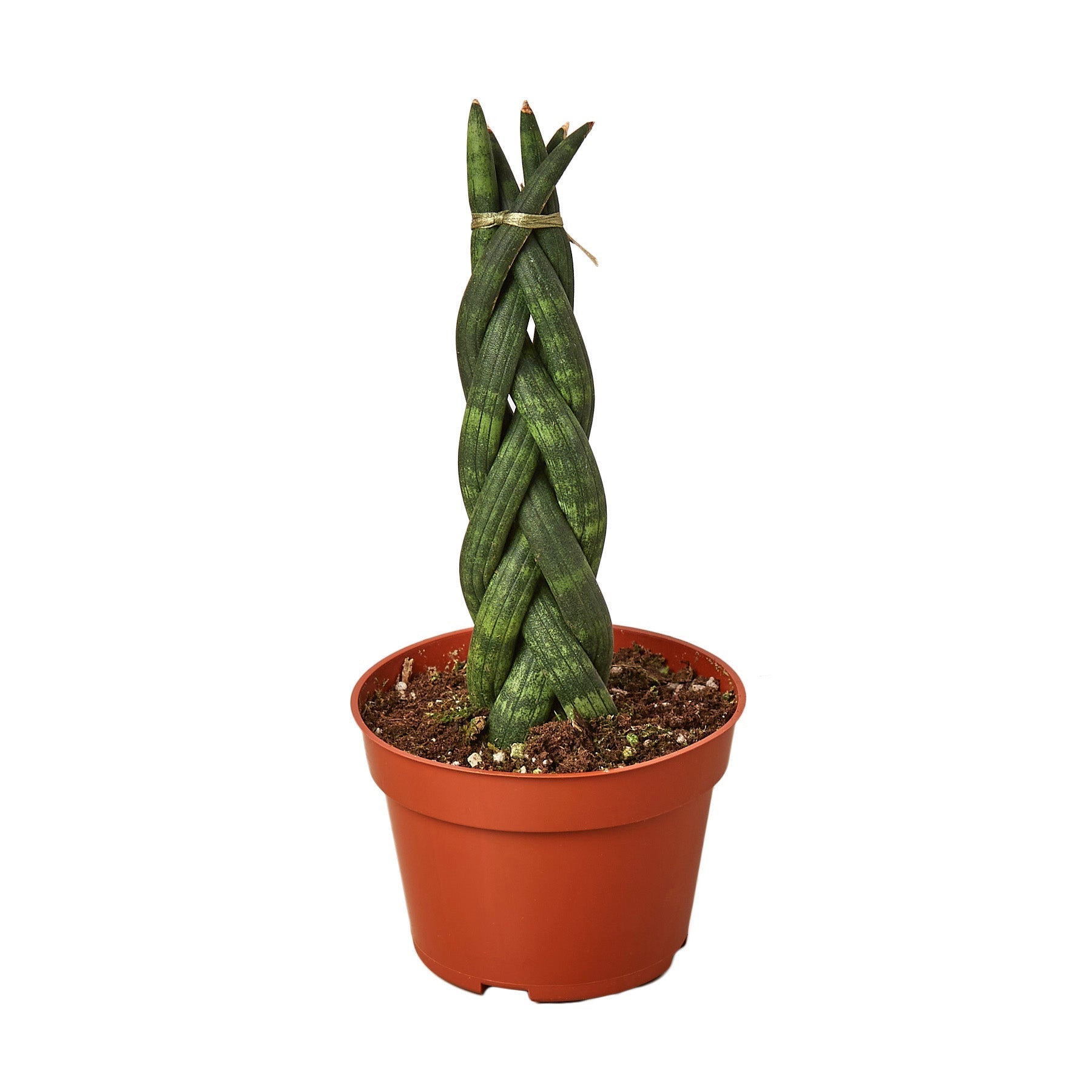 Sansevieria Trifasciata Braided