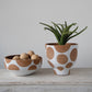 Polka Dot Terracotta Pot