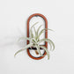 Oval Wooden Air Plant /Prop Display