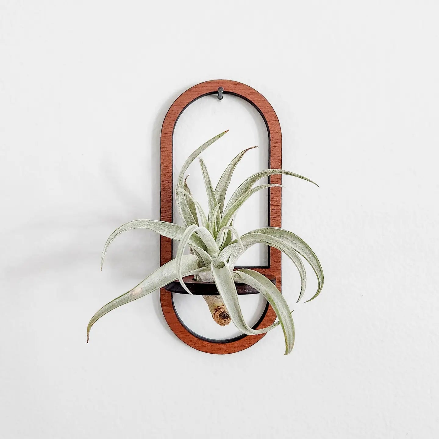 Oval Wooden Air Plant /Prop Display