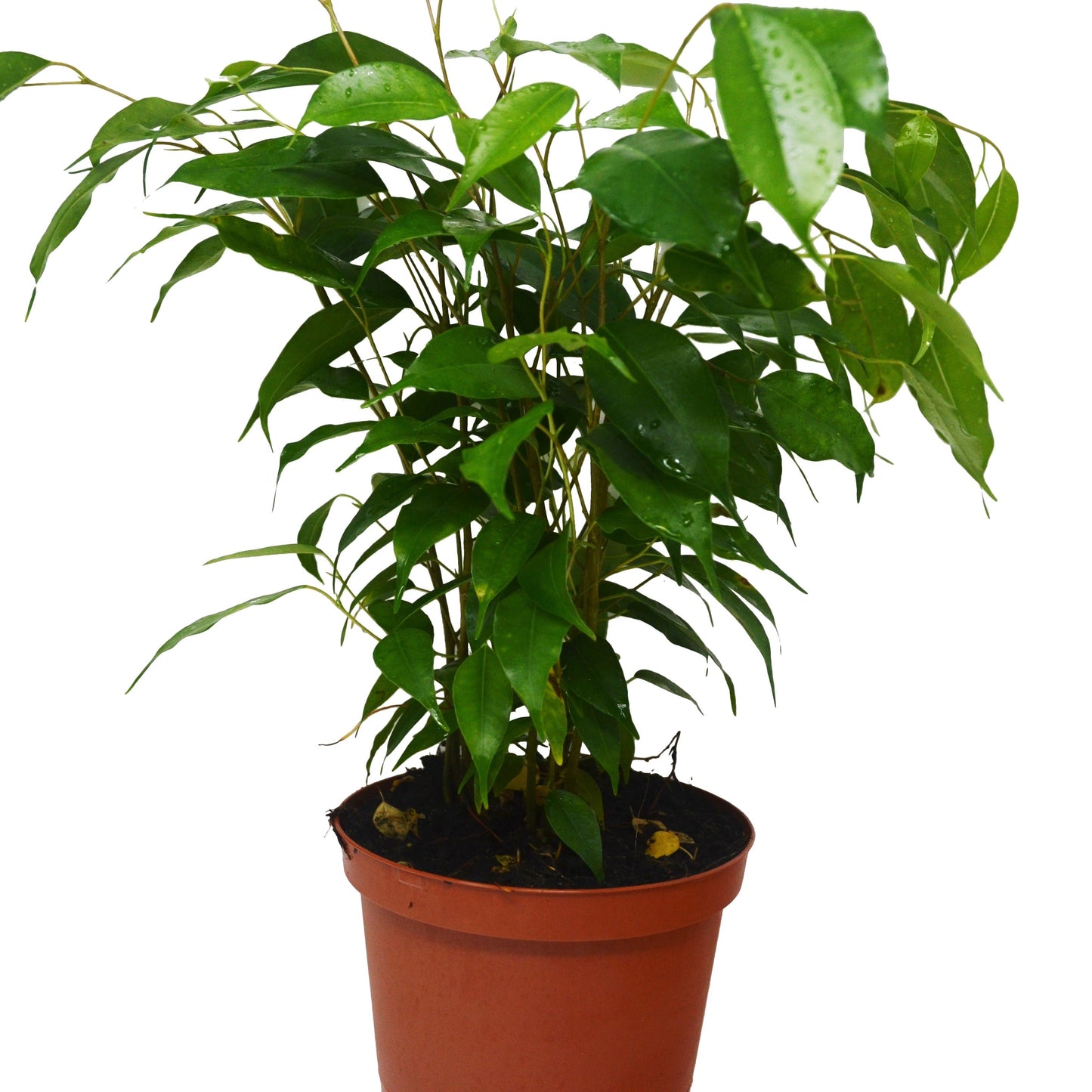 Ficus benjamina