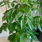 Schefflera actinophylla "Amate"